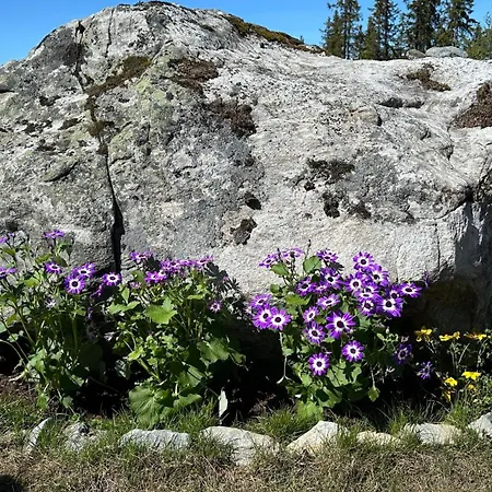 Liaplassen Tommerhytte